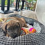 Arès a rejoint le concours — aidez-le/la à gagner de superbes lots ! puppy, dog, pet_bed, toy, indoor, floor, window, table, collar, cozy, cute, animal, young_dog, resting, home, furniture, colorful, playful, soft, relaxing
