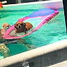 Rusty And Della joined the competition — help win amazing prizes! animal, backyard, canine, daytime, dog, fence, float, floating, leisure, outdoor, person, pet, pool, recreation, relaxation, summer, sunny, swimming, toy, water