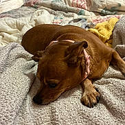 Rusty And Della joined the competition — help win amazing prizes! animal, bed, blanket, brown_dog, canine, collar, comfort, cozy, dog, fur, home, indoor, paw, pet, quilt, relaxed, resting, sleepy, snug, textured