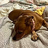 animal, bed, blanket, brown_dog, canine, collar, comfort, cozy, dog, fur, home, indoor, paw, pet, quilt, relaxed, resting, sleepy, snug, textured