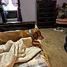Rusty And Della is registered to the contest to win money with this photo: bed, blanket, brown_dog, carpet, collar, cozy, curtain, dog, dresser, fan, furniture, indoor, pet, plaid, relaxed, room, sleepy, soft, vintage, window