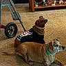 animal, bandage, brown_dog, carpet, collar, decorative_figures, dog, furniture, home_interior, indoor, lying_down, medium_dog, pet_clothing, resting, shelving, skeleton_shirt, small_dog, step_ladder, toy, wooden_floor