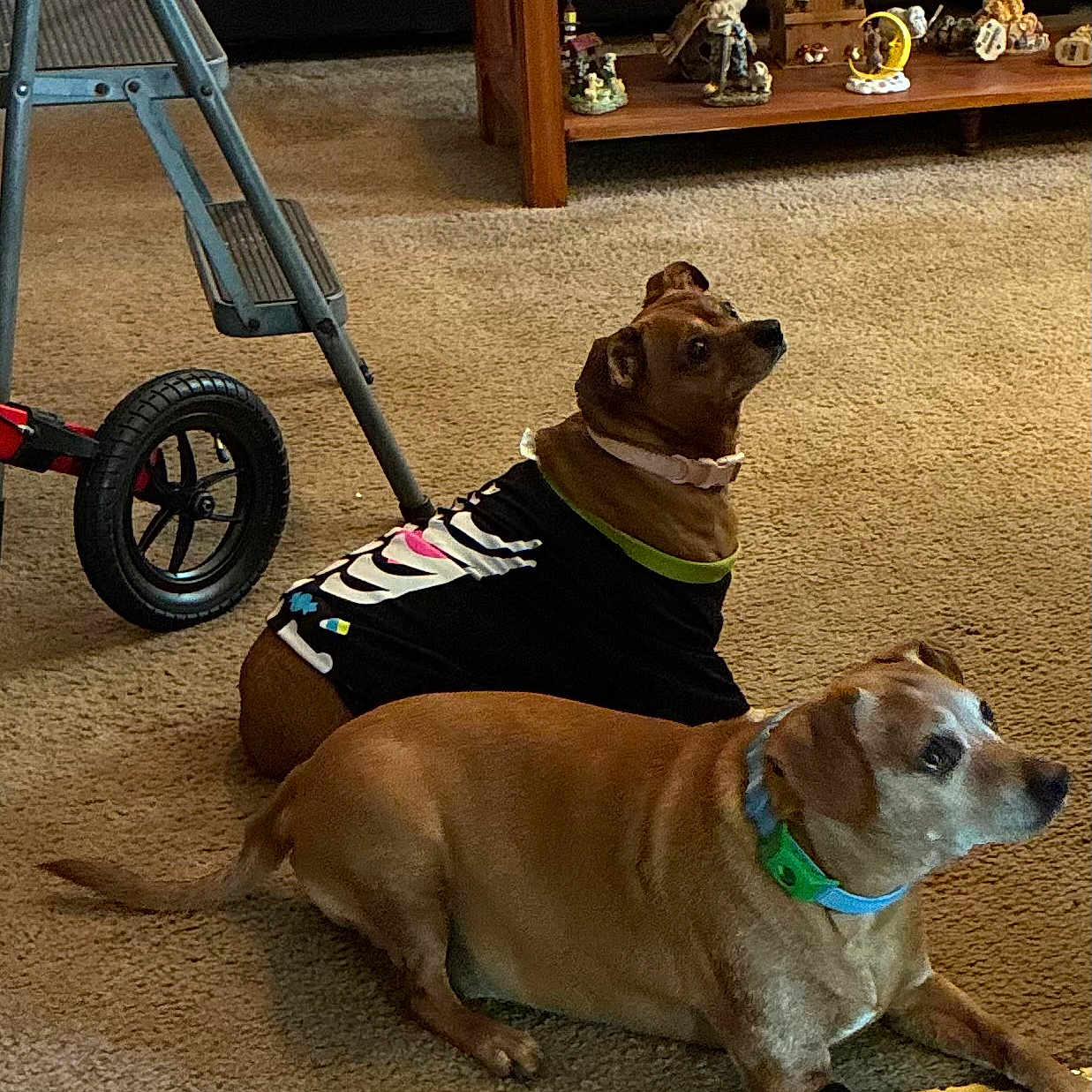 Rusty And Della joined the competition — help win amazing prizes! animal, bandage, brown_dog, carpet, collar, decorative_figures, dog, furniture, home_interior, indoor, lying_down, medium_dog, pet_clothing, resting, shelving, skeleton_shirt, small_dog, step_ladder, toy, wooden_floor