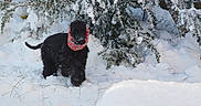 Ulysse a rejoint le concours — aidez-le/la à gagner de superbes lots ! dog, black_dog, snow, winter, scarf, outdoor, snowy_bush, nature, pet, canine, cold, frost, animal, fur, winter_clothing, landscape, snow_covered, playful, winter_day, cute