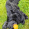 Ulysse participe au concours pour gagner de l'argent avec cette photo : dog, black_dog, grass, outdoor, playful, toy, ball, animal, pet, fur, nature, rolling, happy, summer, green, chewing, cute, canine, leisure, fun