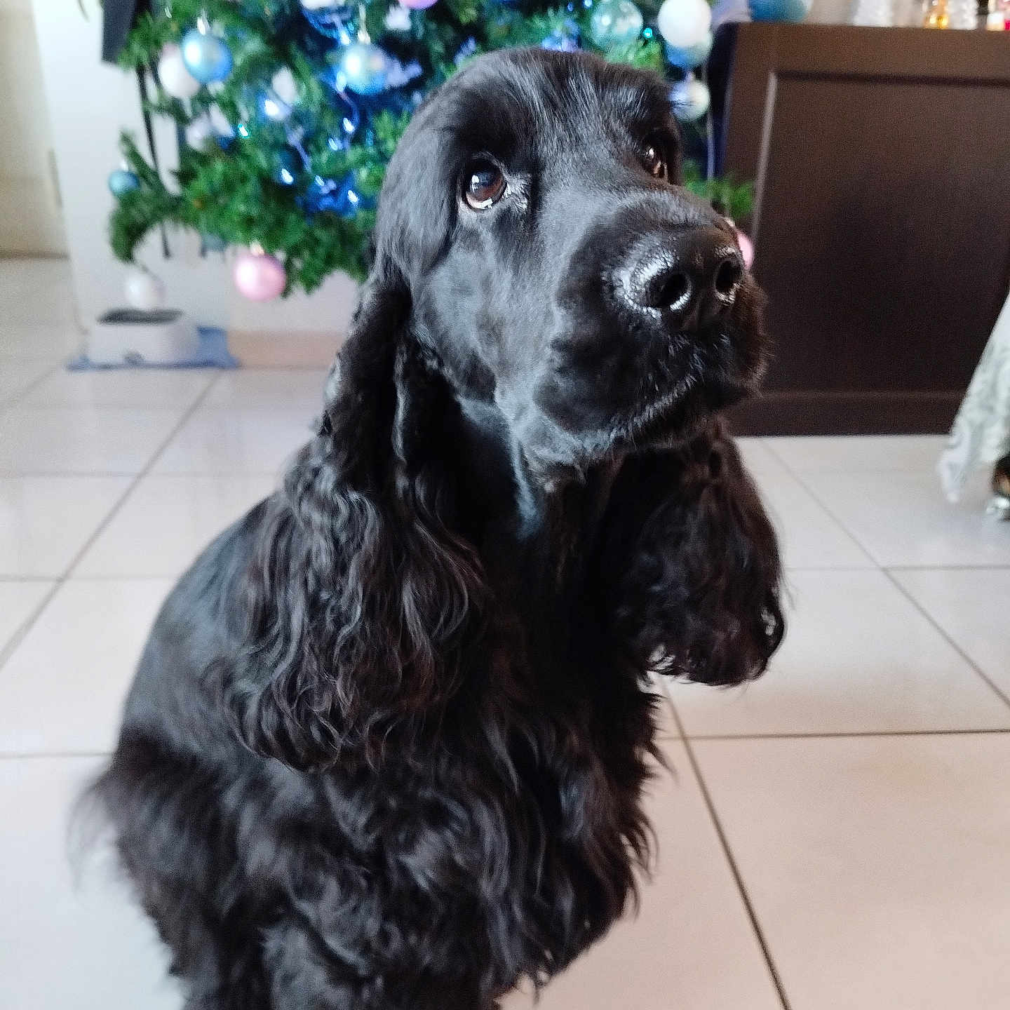 Ulysse a rejoint le concours — aidez-le/la à gagner de superbes lots ! dog, black_dog, curly_fur, pet, indoor, christmas_tree, holiday_decorations, baubles, festive, tile_floor, looking_up, cute, companion, animal, domestic, fur, ears, nose, background, lighting