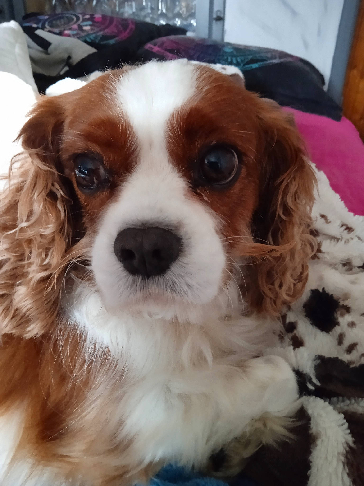 Nuggets a rejoint le concours — aidez-le/la à gagner de superbes lots ! canidae, carnivore, cavalier_king_charles_spaniel, chair, companion_dog, dog, dog_breed, event, fawn, fur, gun_dog, king_charles_spaniel, liver, snout, spaniel, sporting_group, toy_dog, whiskers, working_animal