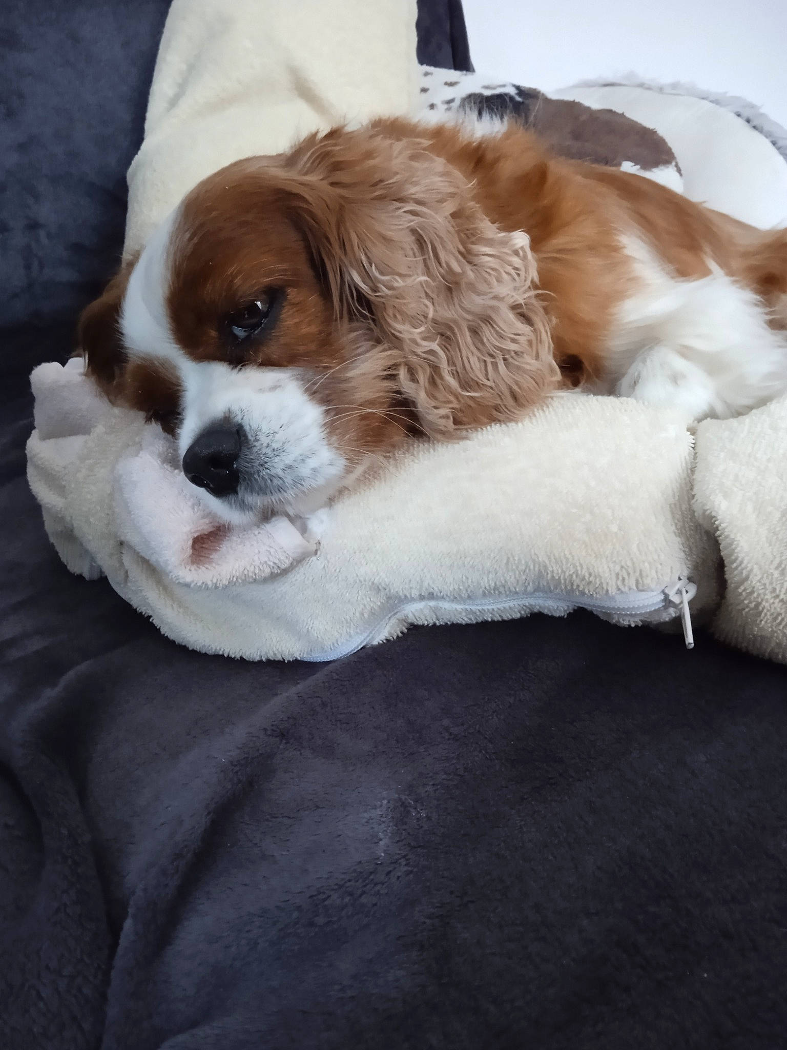 Nuggets a rejoint le concours — aidez-le/la à gagner de superbes lots ! bored, canidae, carnivore, cavalier_king_charles_spaniel, comfort, companion_dog, dog, dog_breed, fawn, fur, gun_dog, king_charles_spaniel, liver, snout, spaniel, sporting_group, terrestrial_animal, toy_dog, whiskers, working_animal