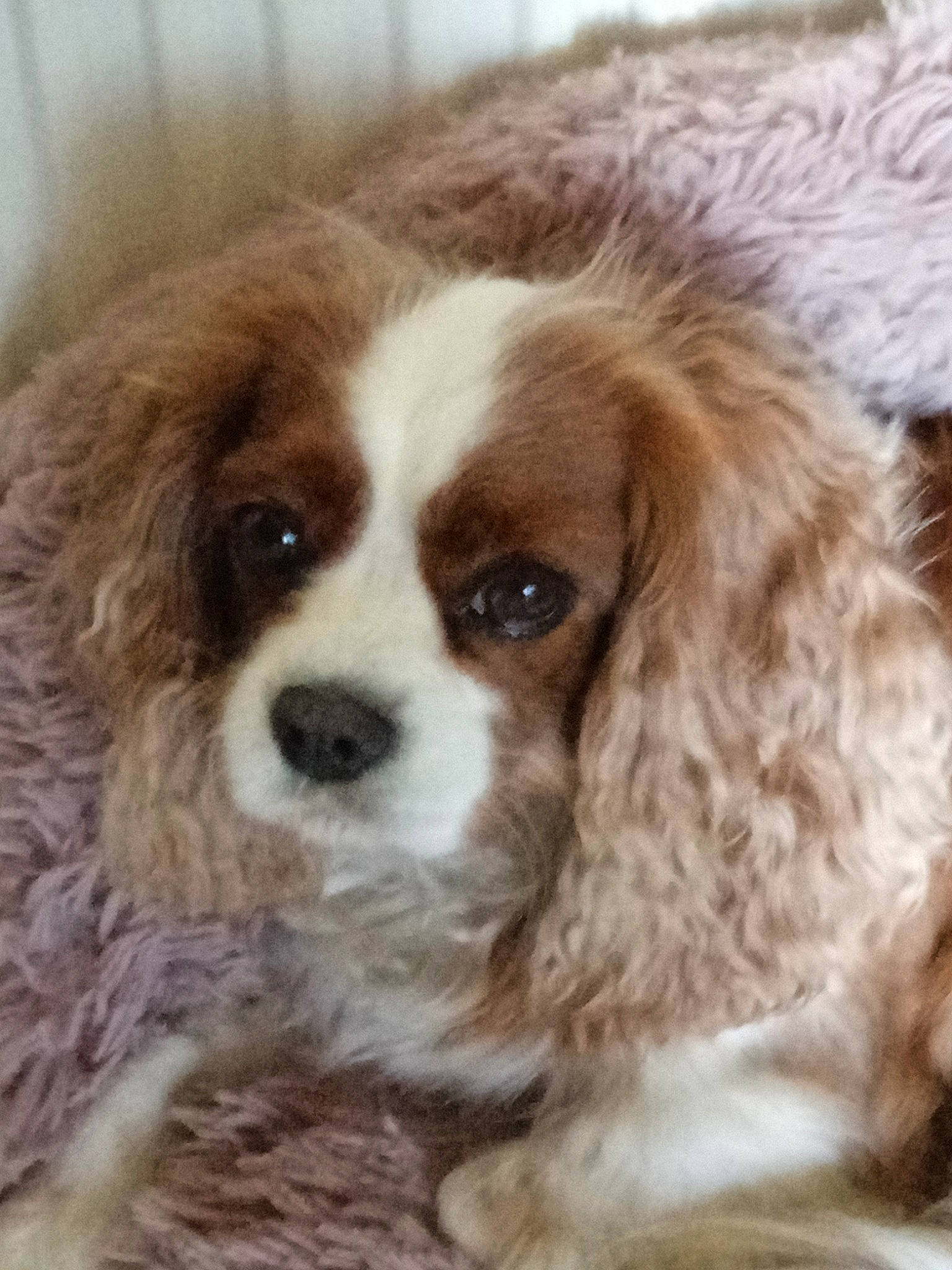 Nuggets participe au concours pour gagner de l'argent avec cette photo : bored, canidae, carnivore, companion_dog, dog, dog_breed, fur, gun_dog, king_charles_spaniel, liver, puppy, snout, spaniel, sporting_group, terrestrial_animal, toy_dog, whiskers, working_animal