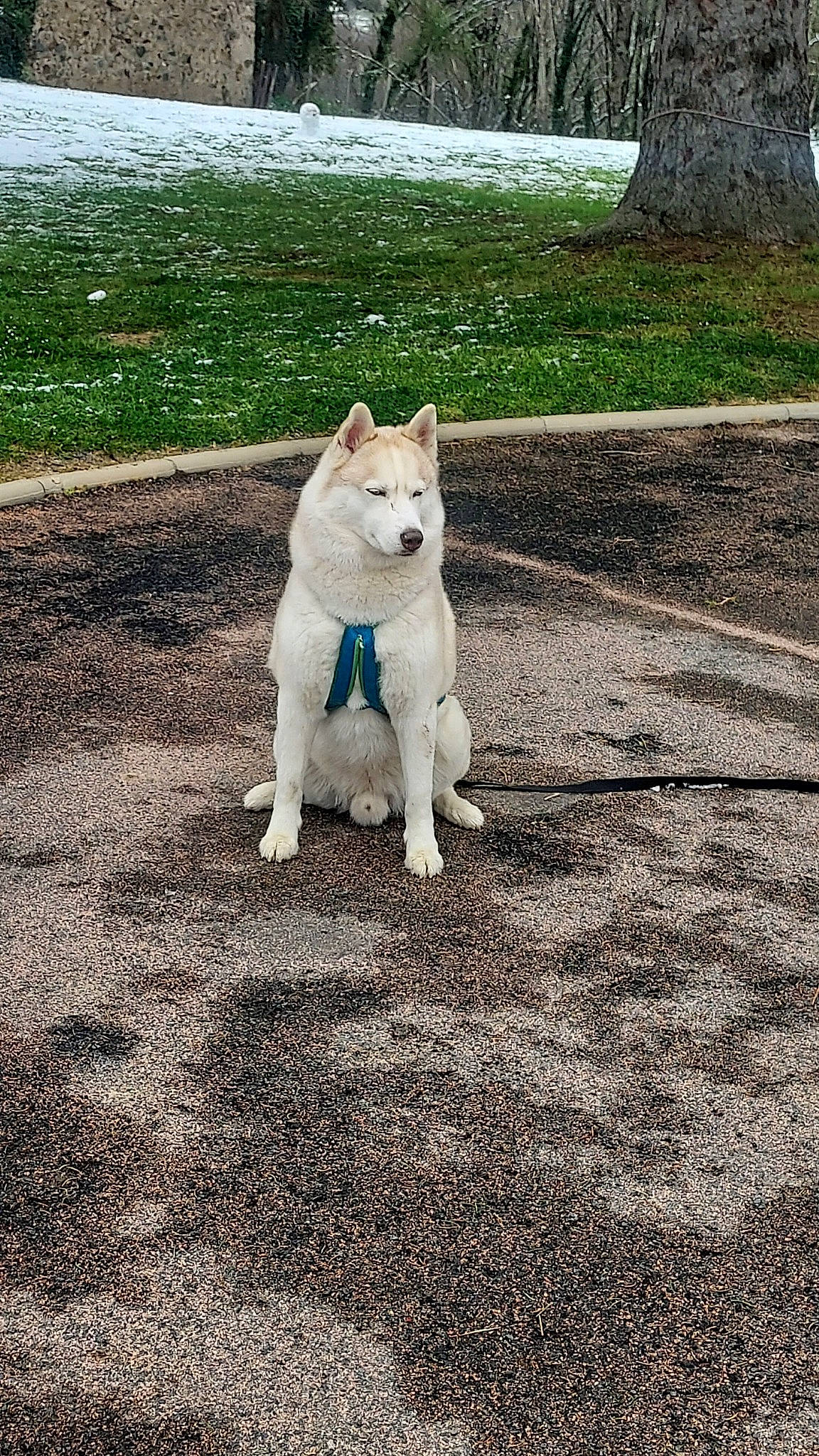 Boutchi participe au concours pour gagner de l'argent avec cette photo : asphalt, canidae, carnivore, companion_dog, dog, dog_breed, domestic_short_haired_cat, fawn, felidae, grass, road_surface, shadow, sidewalk, small_to_medium_sized_cats, snout, sporting_group, tail, terrestrial_animal, tree, whiskers