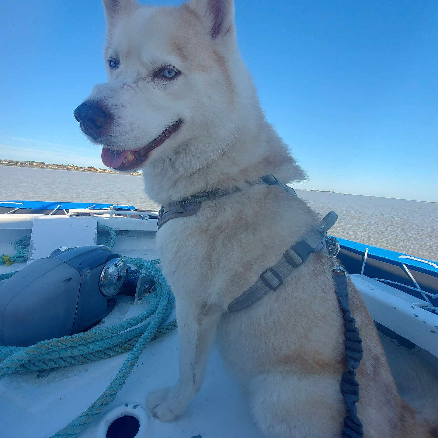 Boutchi a rejoint le concours — aidez-le/la à gagner de superbes lots ! animal, blue_eyes, boat, calm, canine, daylight, dog, harness, husky, leash, marine, nature, outdoor, pet, portrait, rope, scenic, sitting, sky, water