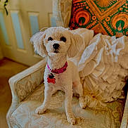 Paloma is registered to the contest to win money with this photo: dog, white_dog, small_dog, pet, collar, pink_collar, armchair, floral_pattern, pillow, decorative_pillow, blanket, indoor, cozy, cute, animal, furniture, living_room, curtain, door, seated