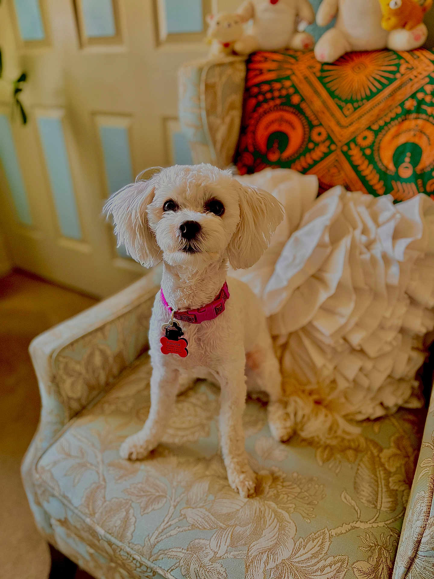 Paloma is registered to the contest to win money with this photo: dog, white_dog, small_dog, pet, collar, pink_collar, armchair, floral_pattern, pillow, decorative_pillow, blanket, indoor, cozy, cute, animal, furniture, living_room, curtain, door, seated