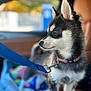 alert, animal, black_and_white, blurred_background, car_interior, closeup, collar, colorful, cute, dog, fur, indoors, leash, looking_away, pet, puppy, seat, seatbelt, window, young_dog