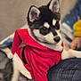 puppy, dog, husky, santa_outfit, red_clothing, pet, cute, indoors, couch, human, jeans, fur, animal, holiday, christmas, costume, sitting, black_and_white, ears, eyes