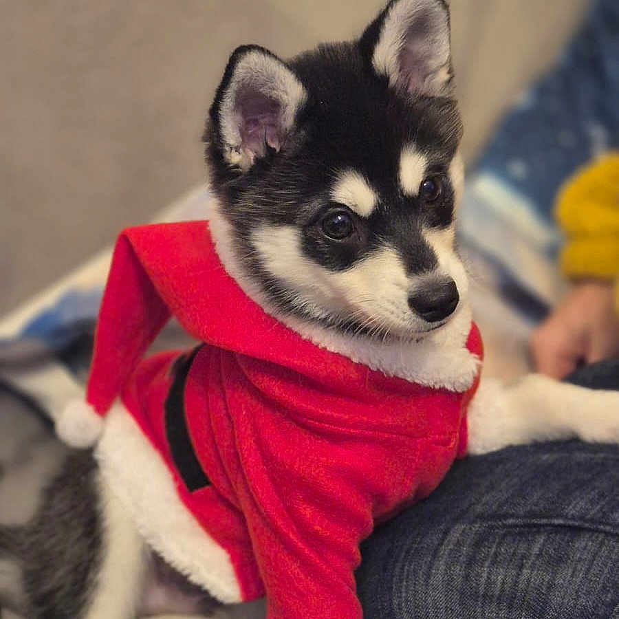Ayden participe au concours pour gagner de l'argent avec cette photo : animal, black_and_white, christmas, costume, couch, cute, dog, ears, eyes, fur, holiday, human, husky, indoors, jeans, pet, puppy, red_clothing, santa_outfit, sitting