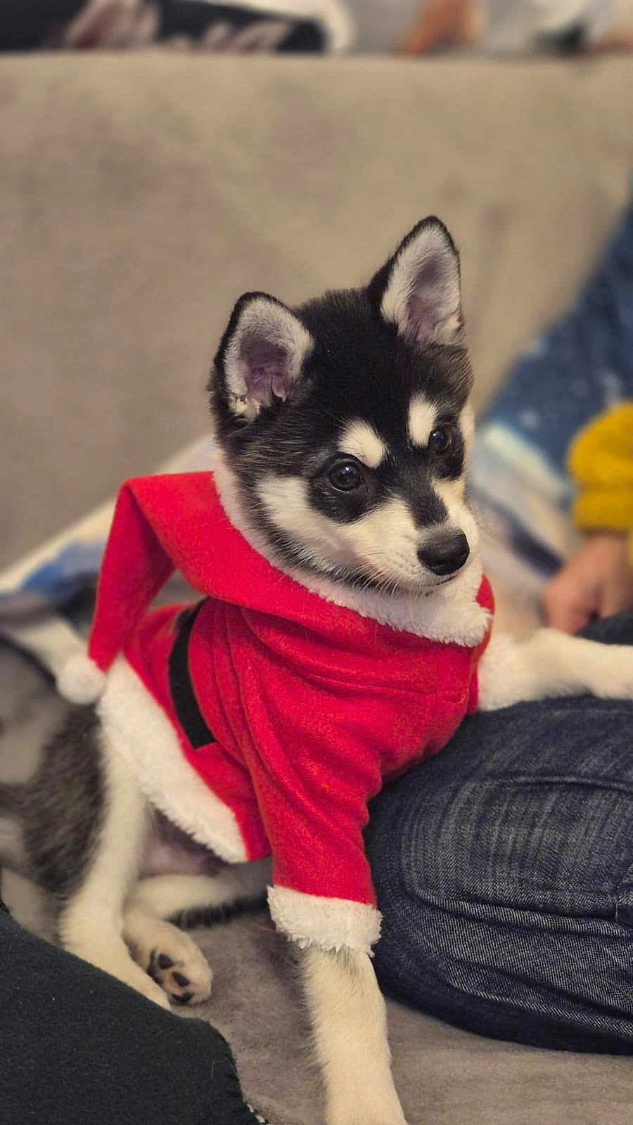 Ayden participe au concours pour gagner de l'argent avec cette photo : puppy, dog, husky, santa_outfit, red_clothing, pet, cute, indoors, couch, human, jeans, fur, animal, holiday, christmas, costume, sitting, black_and_white, ears, eyes