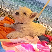 Helsie a rejoint le concours — aidez-le/la à gagner de superbes lots ! animal, beach, canine, coast, dog, face, head, nature, outdoors, person, pet, photography, portrait, puppy, rock, sea, shoreline, soil, summer, water