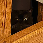 Bubu a rejoint le concours — aidez-le/la à gagner de superbes lots ! animal, black_cat, cat, closeup, cozy, curious, dark, eyes, face, feline, home, indoor, mysterious, peeking, pet, portrait, quiet, watchful, whiskers, wooden_panel