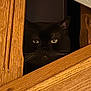 animal, black_cat, cat, closeup, cozy, curious, dark, eyes, face, feline, home, indoor, mysterious, peeking, pet, portrait, quiet, watchful, whiskers, wooden_panel