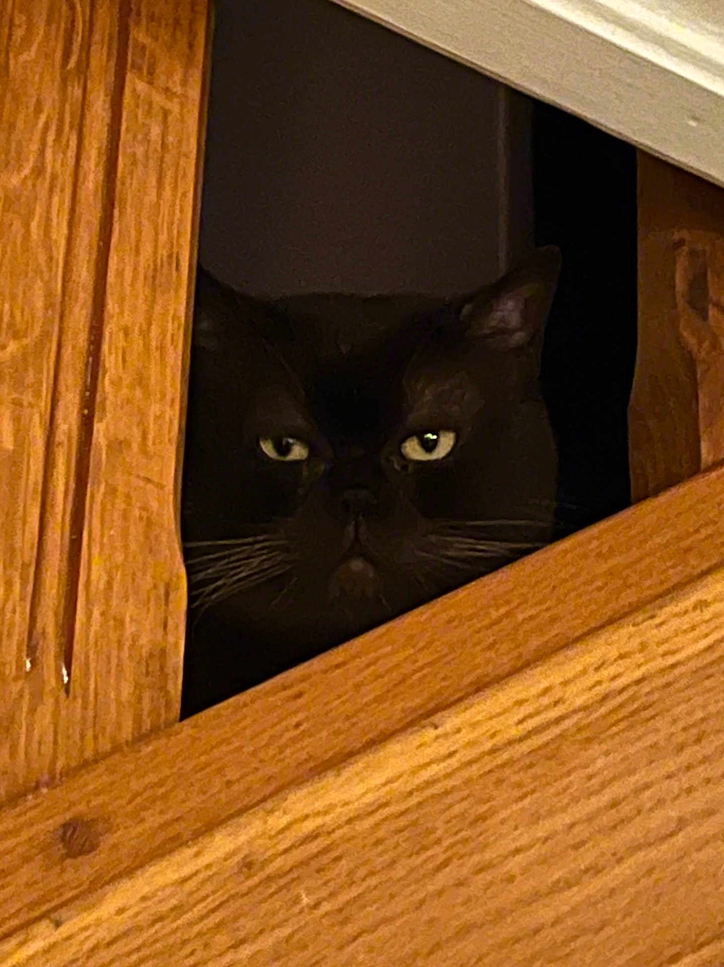 Bubu a rejoint le concours — aidez-le/la à gagner de superbes lots ! animal, black_cat, cat, closeup, cozy, curious, dark, eyes, face, feline, home, indoor, mysterious, peeking, pet, portrait, quiet, watchful, whiskers, wooden_panel