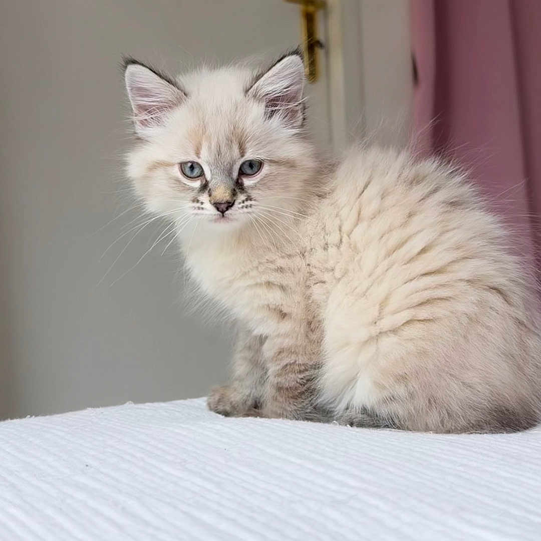 Rayka participe au concours pour gagner de l'argent avec cette photo : kitten, cat, fluffy, blue_eyes, indoor, white_surface, door, golden_handle, pink_curtain, curious, sitting, pet, young_animal, feline, close_up, portrait, soft_light, cozy, domestic, cute
