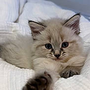 Rayka participe au concours pour gagner de l'argent avec cette photo : kitten, cat, pet, animal, feline, fluffy, white_blanket, paw, cute, young, indoor, resting, soft, cozy, curious, ears, face, whiskers, small, adorable