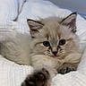 kitten, cat, pet, animal, feline, fluffy, white_blanket, paw, cute, young, indoor, resting, soft, cozy, curious, ears, face, whiskers, small, adorable