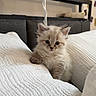Rayka participe au concours pour gagner de l'argent avec cette photo : kitten, cat, blue_eyes, fluffy, white_cushions, bedroom, cozy, curious, pet, animal, indoor, cute, small, fur, texture, decor, framed_picture, candle, resting, soft