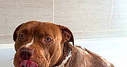 Murph a rejoint le concours — aidez-le/la à gagner de superbes lots ! animal, bath_time, bathroom, bathtub, brown_dog, canine, cute, dog, domestic, ears, fur, indoor, muzzle, pet, playful, soap_suds, tile_wall, tongue_out, wet, white_markings