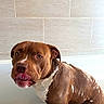 animal, bath_time, bathroom, bathtub, brown_dog, canine, cute, dog, domestic, ears, fur, indoor, muzzle, pet, playful, soap_suds, tile_wall, tongue_out, wet, white_markings