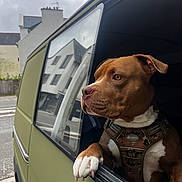 Murph participe au concours pour gagner de l'argent avec cette photo : alert, brown_dog, camouflage, canine, daytime, dog, dog_harness, ears, muzzle, outdoor, paw, pet, reflection, side_view, street, urban, van, vehicle, white_paw, window