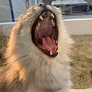 Tigri participe au concours pour gagner de l'argent avec cette photo : cat, yawning, close_up, fluffy, outdoor, teeth, tongue, whiskers, sunlight, feline, animal, pet, mouth_open, fur, nature, daylight, blurred_background, cute, mammal, portrait
