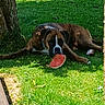Aby a rejoint le concours — aidez-le/la à gagner de superbes lots ! dog, brindle, watermelon, grass, tree, outdoor, summer, shade, pet, canine, snack, greenery, relaxed, lying_down, nature, sunlight, playful, animal, daytime, garden