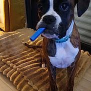 Aby a rejoint le concours — aidez-le/la à gagner de superbes lots ! dog, puppy, boxer, brown, white, blue_collar, toy, indoor, rug, floor, pet, canine, looking_up, playful, young_dog, fur, ears, animal, domestic_animal, companion