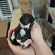 Jack is registered to the contest to win money with this photo: kitten, black_and_white, sleeping, hands, indoor, cat_tree, carpet, box, furniture, pet, animal, cozy, small, cute, feline, resting, soft, newborn, pink_paws, domestic