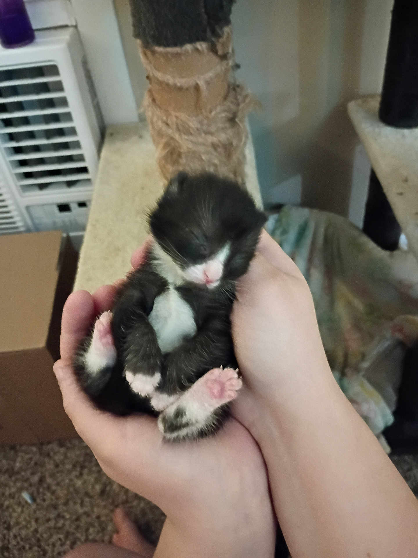 Jack is registered to the contest to win money with this photo: kitten, black_and_white, sleeping, hands, indoor, cat_tree, carpet, box, furniture, pet, animal, cozy, small, cute, feline, resting, soft, newborn, pink_paws, domestic