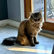 Charlotte joined the competition — help win amazing prizes! brown_fur, cat, ears, feline, fluffy, green_eyes, home, indoors, long_hair, pet, portrait, serious_expression, sitting, striped_fur, sunlight, tabby, tail, tile_floor, whiskers, window