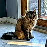 brown_fur, cat, ears, feline, fluffy, green_eyes, home, indoors, long_hair, pet, portrait, serious_expression, sitting, striped_fur, sunlight, tabby, tail, tile_floor, whiskers, window