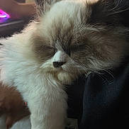 Mr. Mellow Mittens joined the competition — help win amazing prizes! cat, fluffy, sleeping, pet, fur, indoor, closeup, cozy, resting, animal, whiskers, cute, soft, cute_pet, mammal, domestic_animal, feline, relaxed, face, paw