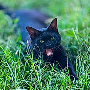 Obsidian is registered to the contest to win money with this photo: black_cat, cat, animal, pet, grass, greenery, outdoor, nature, feline, mammal, whiskers, ears, tongue, mouth_open, lying_down, playful, closeup, daylight, fur, eyes