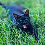 black_cat, cat, animal, pet, grass, greenery, outdoor, nature, feline, mammal, whiskers, ears, tongue, mouth_open, lying_down, playful, closeup, daylight, fur, eyes