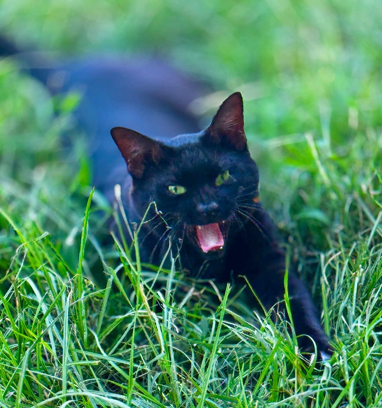 Obsidian is registered to the contest to win money with this photo: black_cat, cat, animal, pet, grass, greenery, outdoor, nature, feline, mammal, whiskers, ears, tongue, mouth_open, lying_down, playful, closeup, daylight, fur, eyes