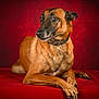 alert, animal, black_nose, brown_fur, calm, canine, collar, dog, domestic_animal, fur_texture, looking_away, mammal, pet, portrait, quiet, red_background, red_surface, resting, side_view, studio