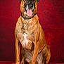 alert, animal, black_nose, brown_fur, canine, collar, dog, domestic_animal, fur, happy, indoor, looking_at_camera, mammal, paw, pet, portrait, red_background, sitting, studio, tongue_out