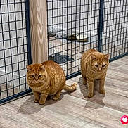 Nino Et Nina a rejoint le concours — aidez-le/la à gagner de superbes lots ! cat, ginger_cat, tabby_cat, indoor, wooden_floor, wire_gate, pet, animal, feline, flooring, two_cats, curious, domestic_cat, household, bowl, quiet, resting, floor, standing, looking