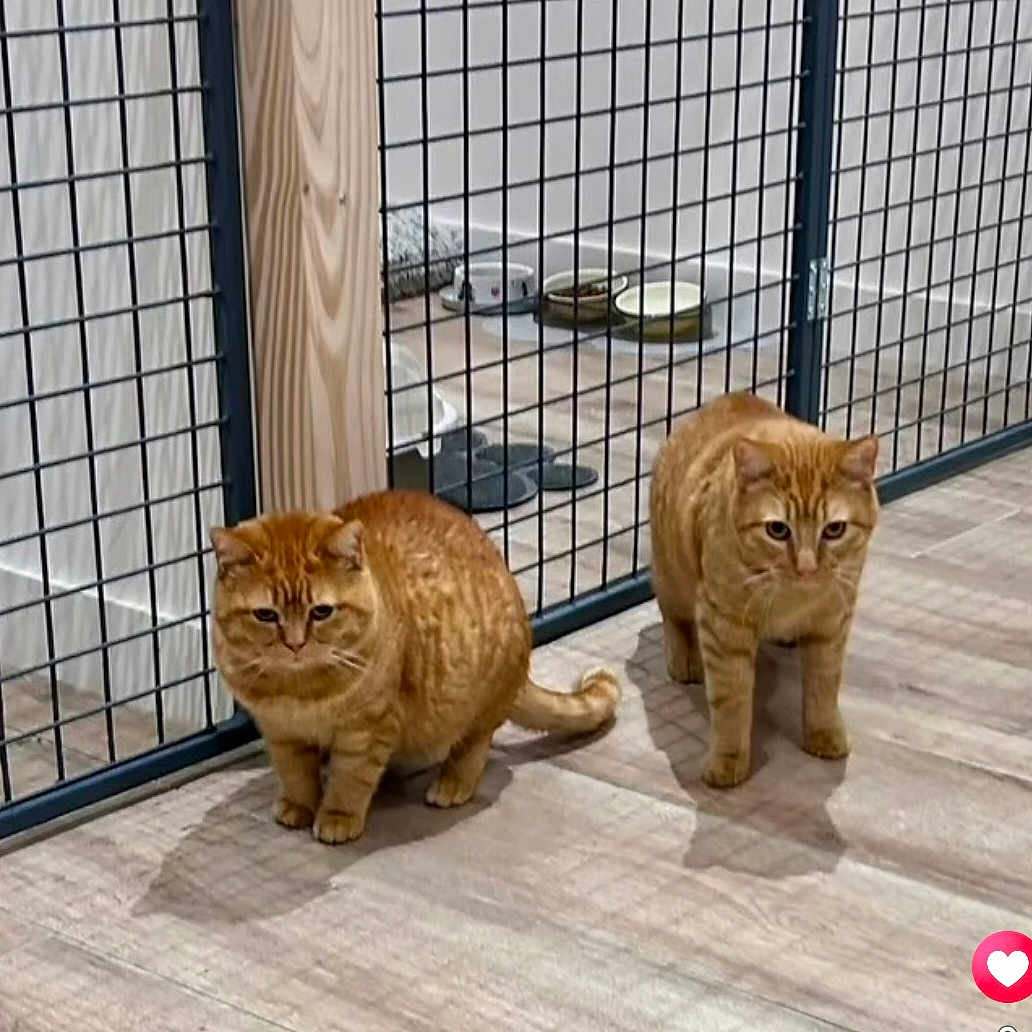 Nino Et Nina a rejoint le concours — aidez-le/la à gagner de superbes lots ! animal, bowl, cat, curious, domestic_cat, feline, floor, flooring, ginger_cat, household, indoor, looking, pet, quiet, resting, standing, tabby_cat, two_cats, wire_gate, wooden_floor
