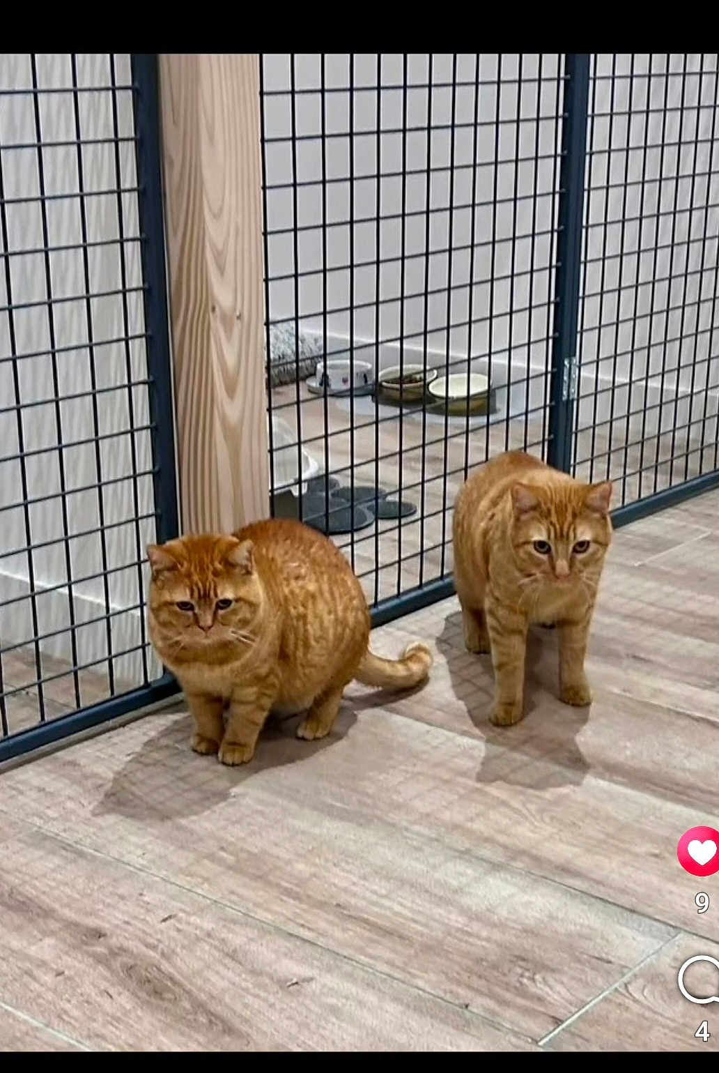 Nino Et Nina a rejoint le concours — aidez-le/la à gagner de superbes lots ! cat, ginger_cat, tabby_cat, indoor, wooden_floor, wire_gate, pet, animal, feline, flooring, two_cats, curious, domestic_cat, household, bowl, quiet, resting, floor, standing, looking