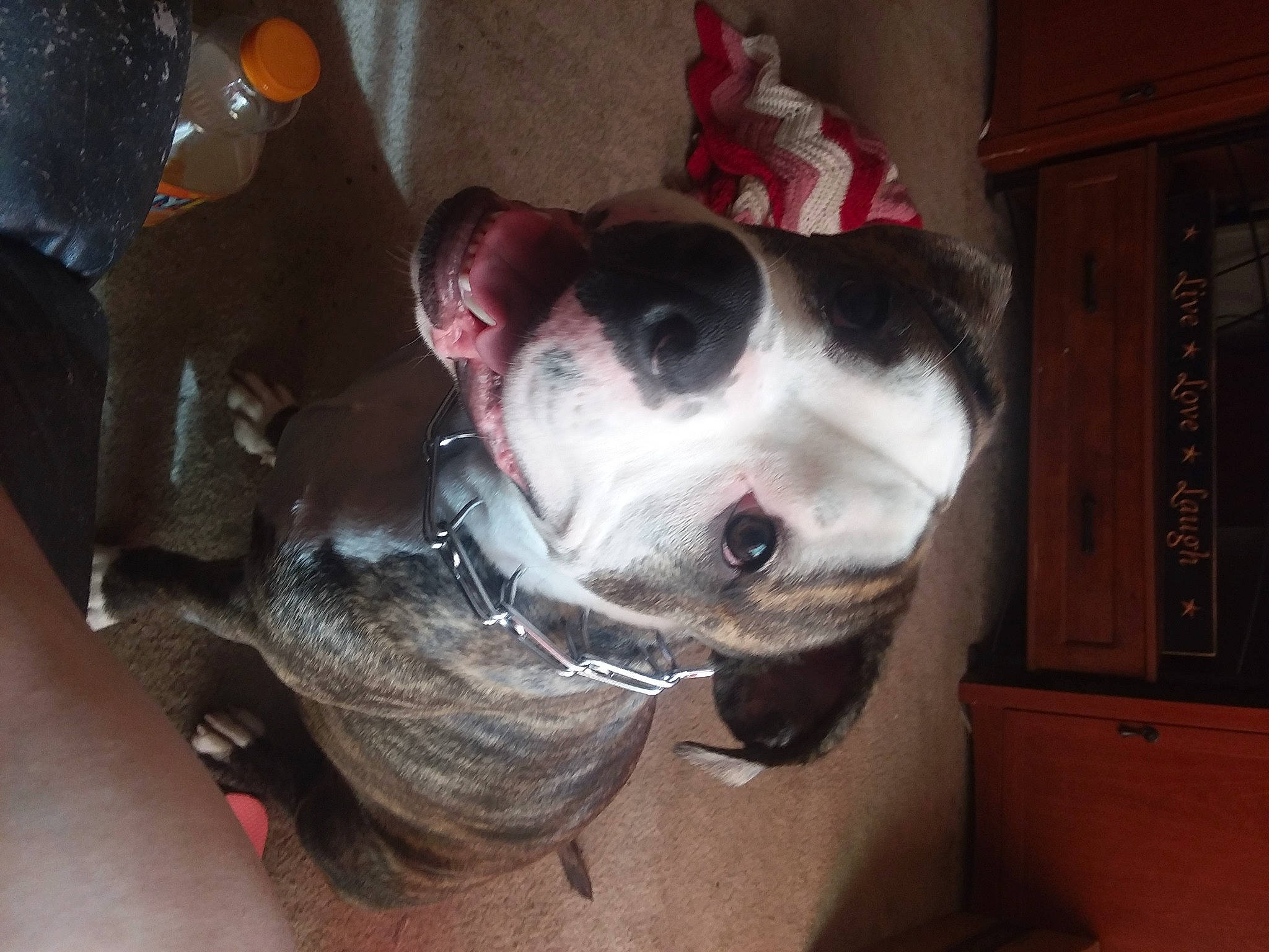 Brutus is registered to the contest to win money with this photo: canidae, carnivore, collar, companion_dog, dog, dog_breed, ear, fawn, fur, jaw, non_sporting_group, pet_supply, snout, sporting_group, whiskers, window, working_animal