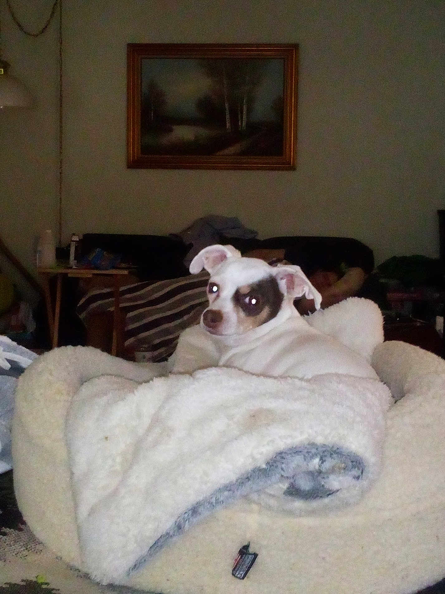 Baby Dog